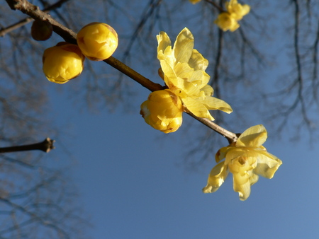 blommor