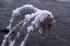 Nysnö