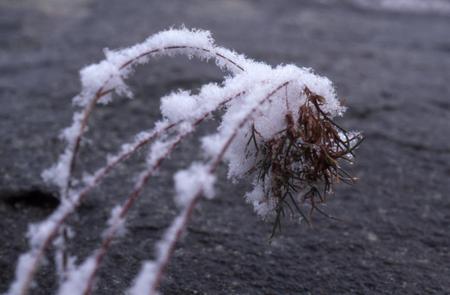 Nysnö

