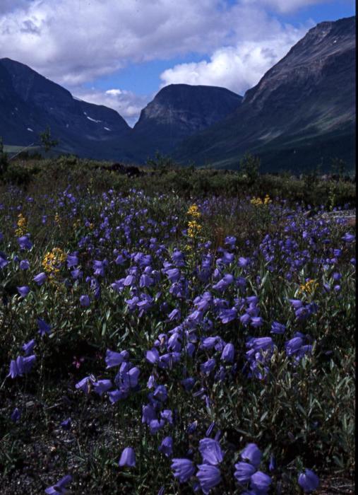 Blåklockor
