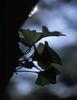 Ginko