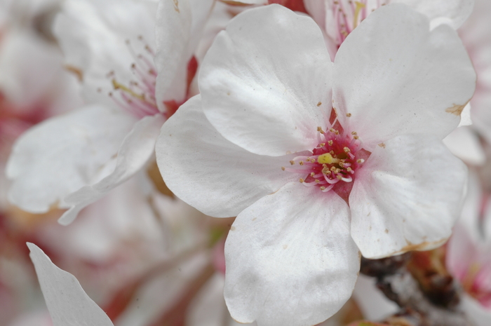 körsbärsblomma
