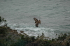 Brunglada
