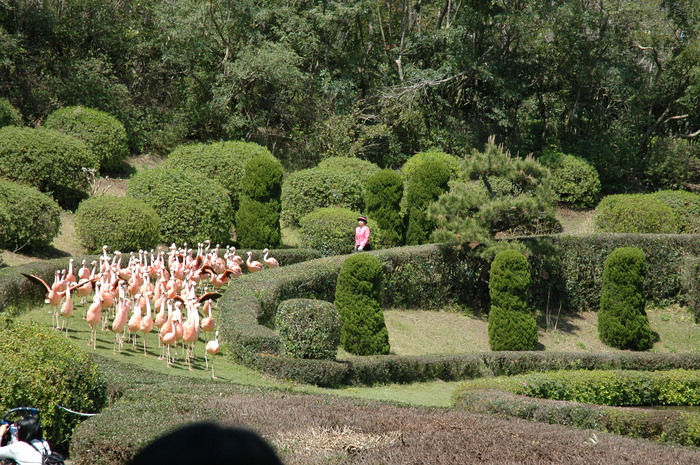 flamingodans
