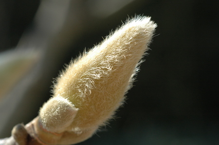 magnolia