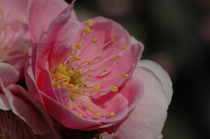 rosa
