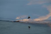 Dipper flying