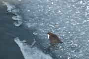 Dipper under the bridge