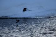 Dipper flying