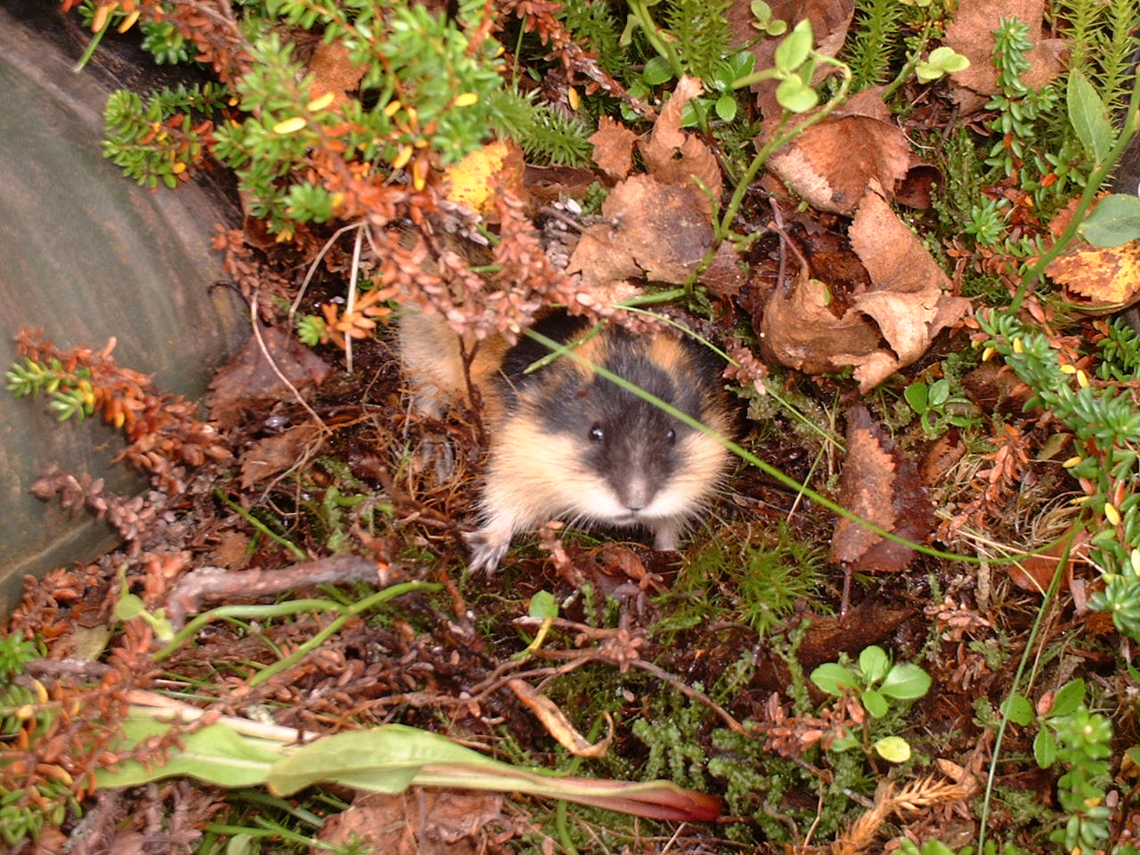 Lemming